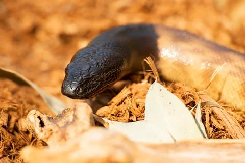 Black-headed Python 스톡 사진