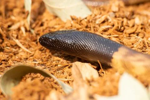 Black-headed Python 스톡 사진