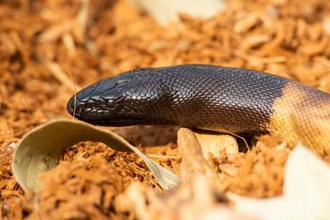 Black-headed Python 스톡 사진