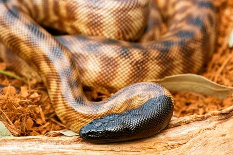 Black-headed Python 스톡 사진