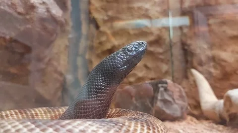 Black-headed python snake video close up Video stock 306866767