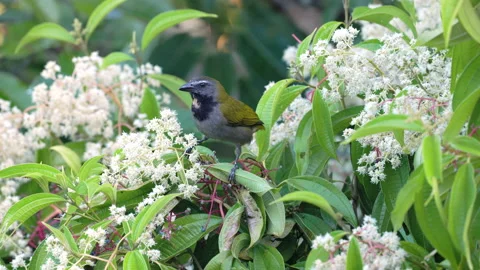 Black-headed saltator feeds on berries Stock Footage 192321795