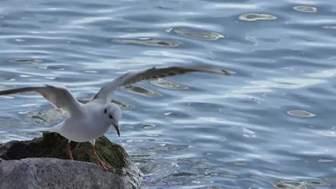 Black-headed seagull by the lake Video stock 236744996