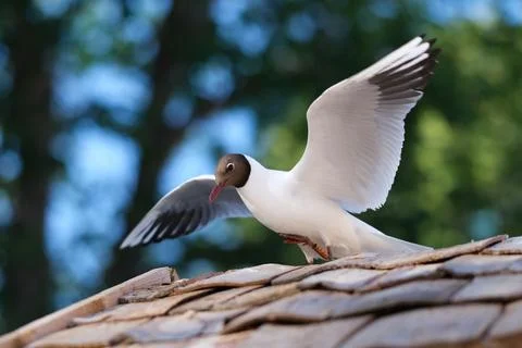 Black-headed seagull Stock Photos