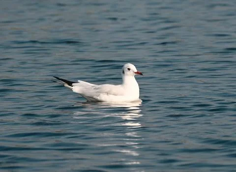 A black headed seagull Foto stock