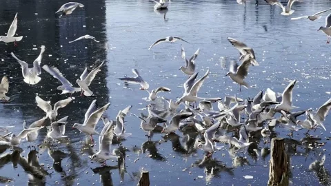Black headed Seagulls eating bread and flying on winter ice on sunny day Vídeos de archivo 167760591