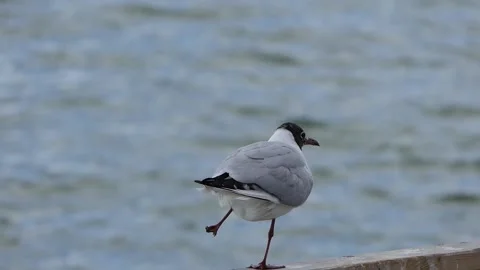 Black-headed seagulls by the lake Stock Footage 237683258