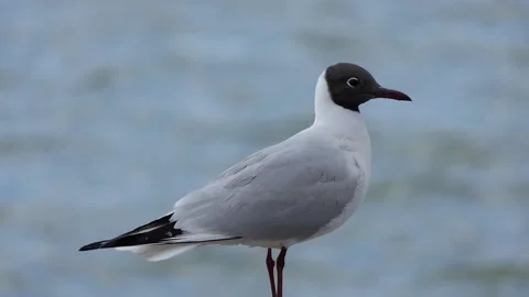 Black-headed seagulls by the lake Stock Footage 237683287