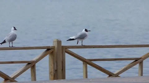 Black-headed seagulls by the lake Stock Footage 237683329