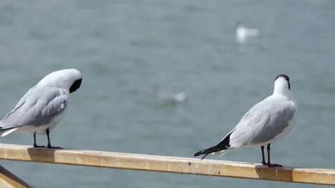 Black-headed seagulls by the lake Video stock 237683564