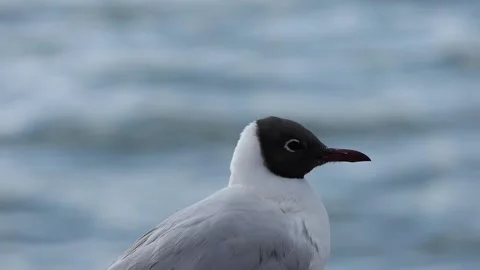 Black-headed seagulls by the lake Stock Footage 237683608