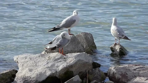 Black-headed seagulls by the lake Stock Footage 237683644