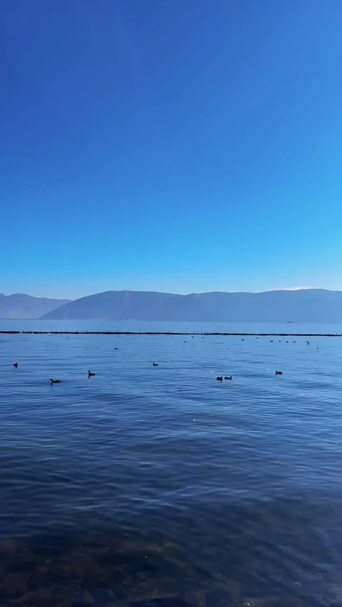 Black-headed Seagulls Resting on Rocks at Erhai Lake Stock Footage 330248138