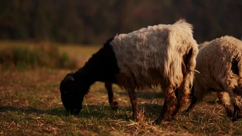 Black headed sheep grazing beside pale woolly companion under dramatic warm Stock Footage 343142001