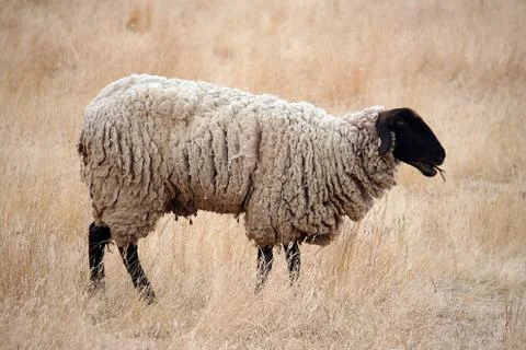 Black headed sheep Foto stock