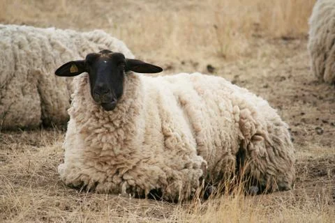 Black headed sheep Stock Photos
