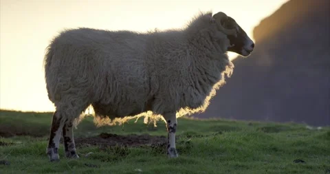 Black headed sheep walking 02 Stock Footage 172539640