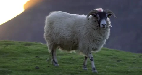 Black headed sheep walking 03 Stock Footage 172539642