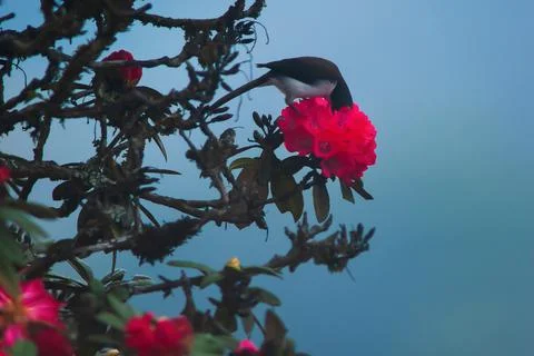 Black-headed Sibia pollinating rhododendron flower. Stock Photos