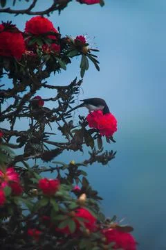 Black-headed Sibia pollinating rhododendron flower. Stock Photos