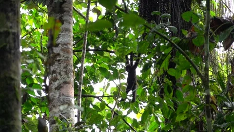 Black-headed Spider Monkey (Ateles fusciceps) Critically Endangered, Ecuador Stock Footage 317024375