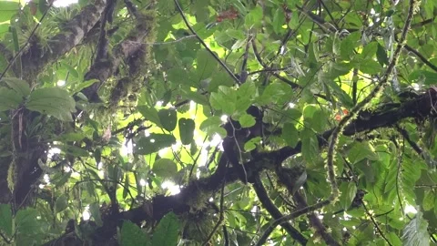 Black-headed Spider Monkey (Ateles fusciceps) Critically Endangered, Ecuador Stock-Footage 317024381