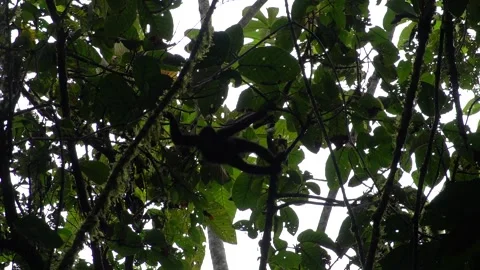 Black-headed Spider Monkey (Ateles fusciceps) Critically Endangered, Ecuador Stock-Footage 317024386