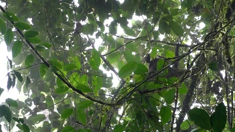 Black-headed Spider Monkey (Ateles fusciceps) Critically Endangered, Ecuador Stock Footage 317024392