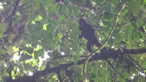 Black-headed Spider Monkey (Ateles fusciceps) Critically Endangered, Ecuador Stock-Footage 317024401