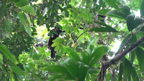 Black-headed Spider Monkey (Ateles fusciceps) Critically Endangered, Ecuador Stock-Footage 317024402