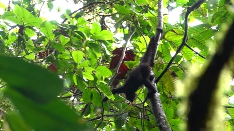 Black-headed Spider Monkey (Ateles fusciceps) Critically Endangered, Ecuador Stock-Footage 317024405