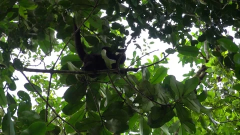 Black-headed Spider Monkey (Ateles fusciceps) Critically Endangered, Ecuador Stock-Footage 317024417