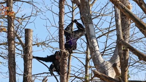 The black-headed spider monkey, Ateles fusciceps is a species of spider monkey Stock Footage 335827348