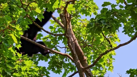 The black-headed spider monkey, Ateles fusciceps is a species of spider monkey Stock Footage 335827360