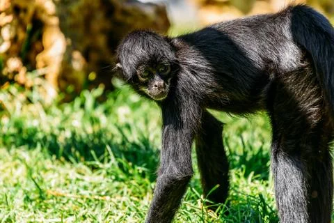 Black-Headed Spider Monkey (Ateles Fusciceps) Stock Photos