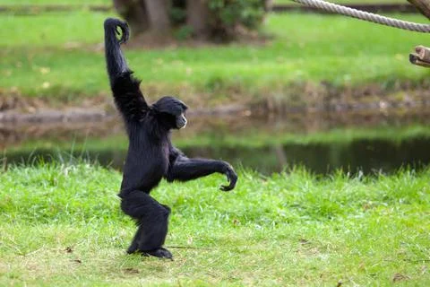 Black headed Spider Monkey in a German park Stock Photos