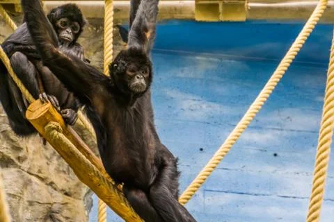 Black headed spider monkey hanging in some ropes, portrait of a critically en Stock Photos