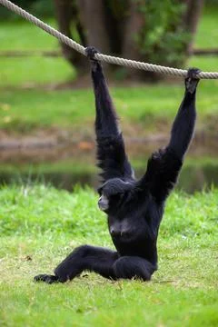 Black-headed Spider Monkey hangs on a rope in a German park Stock Photos