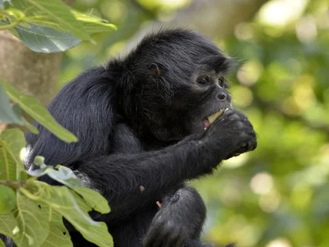 Black-headed spider monkey in tree Stock Photos