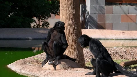 Black headed spider monkeys (Ateles fusciceps), a species of New World monk.. Stock Footage 339298590