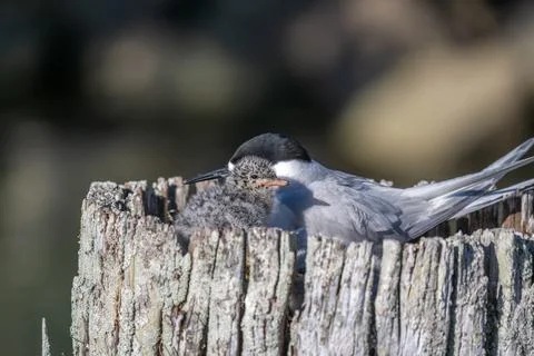 Black headed tern nesting with chick Stock Photos