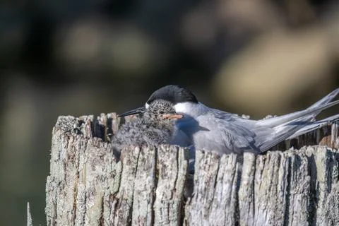 Black headed tern nesting with chick Stock Photos
