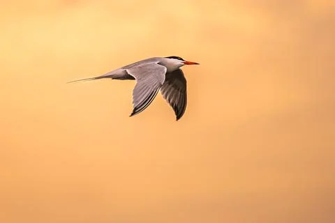 Black headed tern at sunset Stock Photos