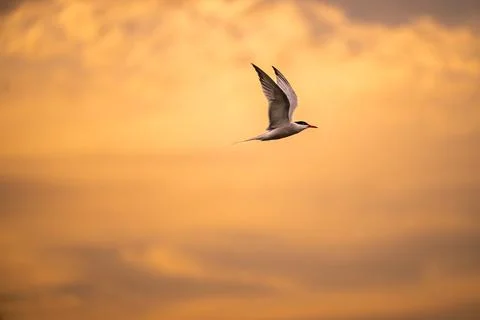 Black headed tern at sunset Stock Photos