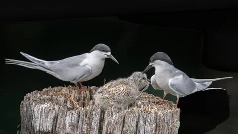 Black headed terns at feeing time Stock Photos