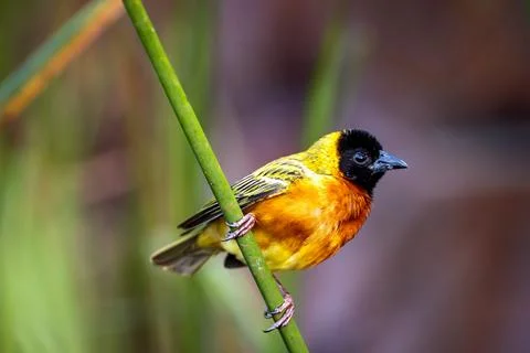 Black-headed Weaver Stock Photos