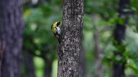 Black-headed Woodpecker perch on tree, Thailand Stock Footage 98221443