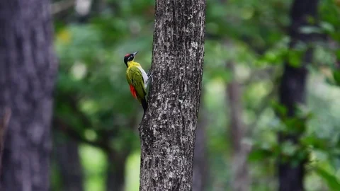 Black-headed Woodpecker perch on tree Stock Footage 98221680