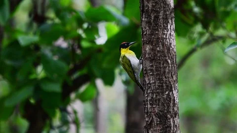 Black-headed Woodpecker perch on tree Stock Footage 98221717