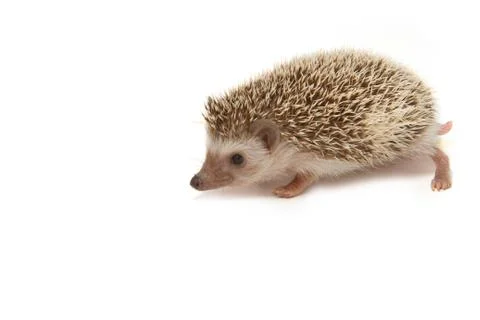 Black hedgehog Stock Photos